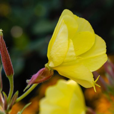 Akşam, gece mumu (lat. Oenothera) Selvi ailesinin bitkilerin bir cinstir (Onagraceae)