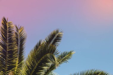 gökyüzü arka planda palmiye ağacı dalları