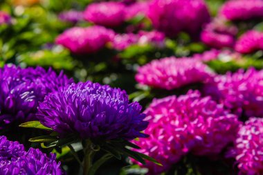 aster çiçekleri (aster, Michaelmas papatya) yeşil arka planda. Renkli çok renkli aster çiçekleri yıllık bitkiler. Sonbahar bahçesinde aster çiçek bahçe yatak yakın