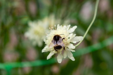 Doğal arka planda Scabiosa ochroleuca çiçeği