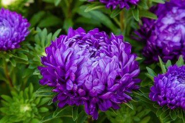 aster çiçekleri (aster, Michaelmas papatya) yeşil arka planda. Renkli çok renkli aster çiçekleri yıllık bitkiler. Sonbahar bahçesinde aster çiçek bahçe yatak yakın