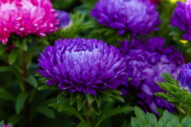 aster çiçekleri (aster, Michaelmas papatya) yeşil arka planda. Renkli çok renkli aster çiçekleri yıllık bitkiler. Sonbahar bahçesinde aster çiçek bahçe yatak yakın