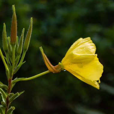 Akşam, gece mumu (lat. Oenothera) Selvi ailesinin bitkilerin bir cinstir (Onagraceae)