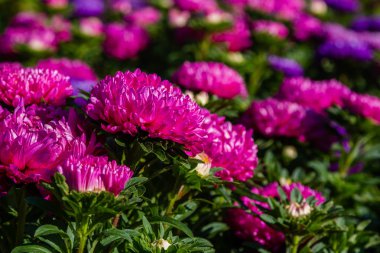 aster çiçekleri (aster, Michaelmas papatya) yeşil arka planda. Renkli çok renkli aster çiçekleri yıllık bitkiler. Sonbahar bahçesinde aster çiçek bahçe yatak yakın