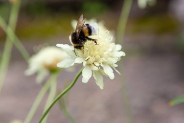 Doğal arka planda Scabiosa ochroleuca çiçeği