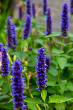 Veronica longifolia'nın bahçedeki mavi çiçeği. Bahçede şifalı bitkiler