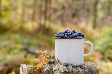 Ormanın arka planında taze yaban mersini olan kupa. Ormanda böğürtlen topluyorlar. Taze yaban mersini.