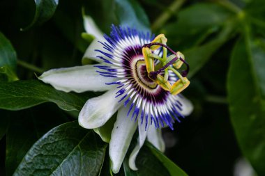Mavi çiçek veya Passiflora (Passiflora caerulea) içinde tropikal bahçe bırakır. Güzel tutku meyve çiçek ya da Passiflora (Passifloraceae). Passiflora 550 türler bir cinsidir. Evergreen tropik sarmaşık