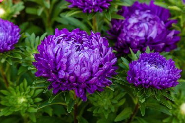 aster çiçekleri (aster, Michaelmas papatya) yeşil arka planda. Renkli çok renkli aster çiçekleri yıllık bitkiler. Sonbahar bahçesinde aster çiçek bahçe yatak yakın