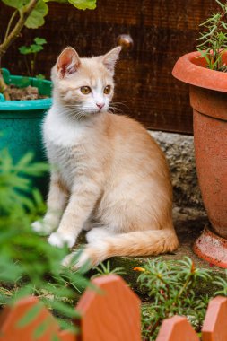 Sevimli kırmızı tüylü yavru kedi