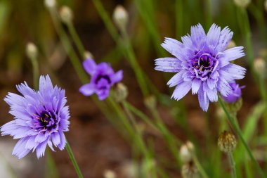 Centaurea cyanus bahçede. Leylak çiçekleri cornflower scabiosa (Centaurea scabiosa) bir orman çim üzerinde