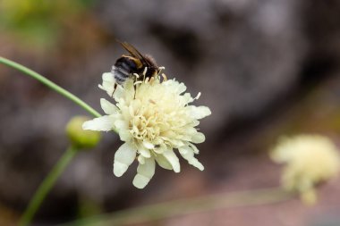 Doğal arka planda Scabiosa ochroleuca çiçeği