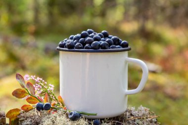 Ormanın arka planında taze yaban mersini olan kupa. Ormanda böğürtlen topluyorlar. Taze yaban mersini.