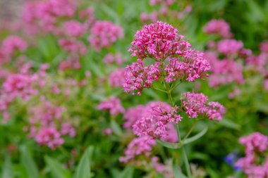Centranthus ruber purpure çiçekler. Centranthus ruber, kırmızı kediotu, mahmuzlu kediotu, öpücük-me-hızlı, tilki fırçası, şeytan ın sakalı ve Jüpiter'in sakalı olarak da adlandırılan popüler bir bahçe bitkisidir.