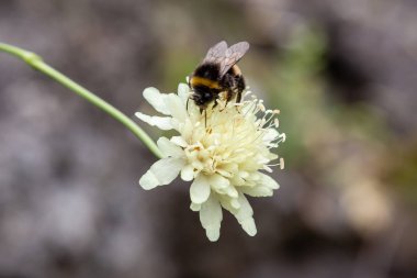 Doğal arka planda Scabiosa ochroleuca çiçeği