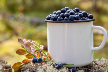 Ormanın arka planında taze yaban mersini olan kupa. Ormanda böğürtlen topluyorlar. Taze yaban mersini.