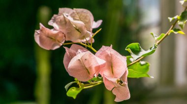 Çiçek açan begonvil. Mor begonviller çiçekleri. 