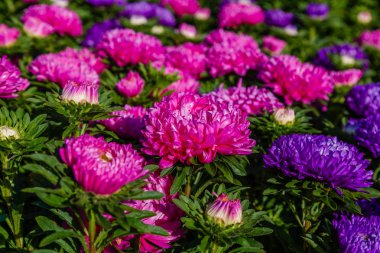 aster çiçekleri (aster, Michaelmas papatya) yeşil arka planda. Renkli çok renkli aster çiçekleri yıllık bitkiler. Sonbahar bahçesinde aster çiçek bahçe yatak yakın