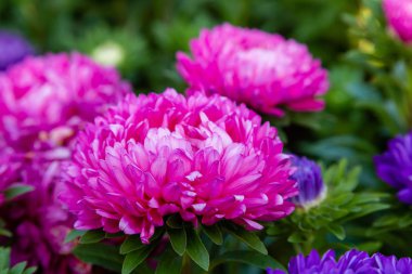 aster çiçekleri (aster, Michaelmas papatya) yeşil arka planda. Renkli çok renkli aster çiçekleri yıllık bitkiler. Sonbahar bahçesinde aster çiçek bahçe yatak yakın