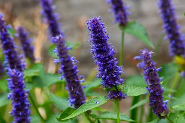 Veronica longifolia'nın bahçedeki mavi çiçeği. Bahçede şifalı bitkiler