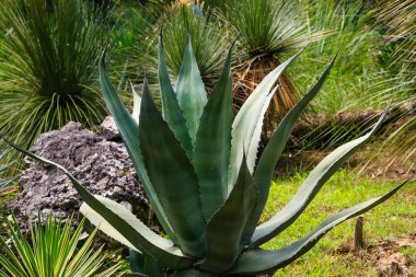 Peyzaj tasarımında Agave. Bahçede Agave