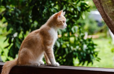 Sevimli kırmızı tüylü yavru kedi