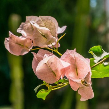 Çiçek açan begonvil. Mor begonviller çiçekleri. 