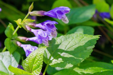Doğal arka planda Dracocephalum nutans. Tıbbi ve nektar bitkisi