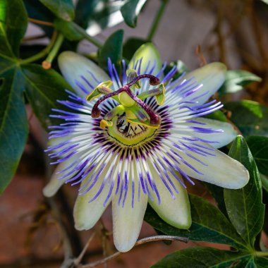 Mavi çiçek veya Passiflora (Passiflora caerulea) içinde tropikal bahçe bırakır. Güzel tutku meyve çiçek ya da Passiflora (Passifloraceae). Passiflora 550 türler bir cinsidir. Evergreen tropik sarmaşık