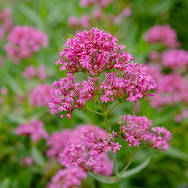 Centranthus ruber purpure çiçekler. Centranthus ruber, kırmızı kediotu, mahmuzlu kediotu, öpücük-me-hızlı, tilki fırçası, şeytan ın sakalı ve Jüpiter'in sakalı olarak da adlandırılan popüler bir bahçe bitkisidir.