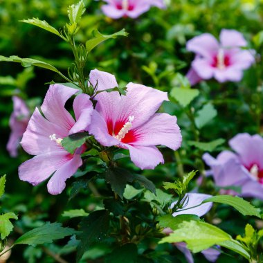 Mor ebegümeci pembe çiçek (Hibiscus gül sinensis) yeşil yaprakları doğal arka plan üzerinde. Karkade tropikal bahçe