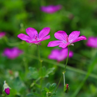 Bahçede sardunya pratense.