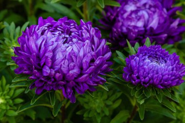 aster çiçekleri (aster, Michaelmas papatya) yeşil arka planda. Renkli çok renkli aster çiçekleri yıllık bitkiler. Sonbahar bahçesinde aster çiçek bahçe yatak yakın