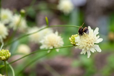 Doğal arka planda Scabiosa ochroleuca çiçeği