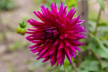 Sonbahar bahçesinde güzel dahlias.