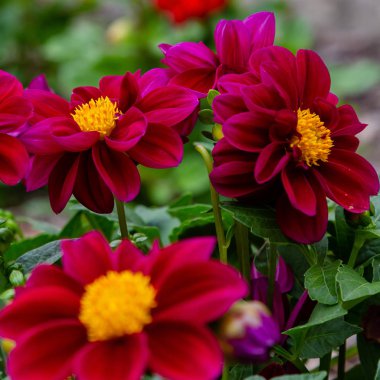 Sonbahar bahçesinde güzel dahlias.