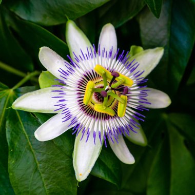 Mavi çiçek veya Passiflora (Passiflora caerulea) içinde tropikal bahçe bırakır. Güzel tutku meyve çiçek ya da Passiflora (Passifloraceae). Passiflora 550 türler bir cinsidir. Evergreen tropik sarmaşık