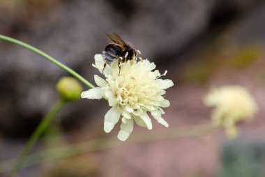 Doğal arka planda Scabiosa ochroleuca çiçeği