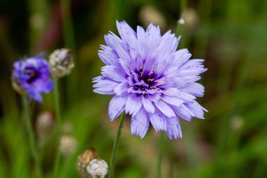 Centaurea cyanus bahçede. Leylak çiçekleri cornflower scabiosa (Centaurea scabiosa) bir orman çim üzerinde