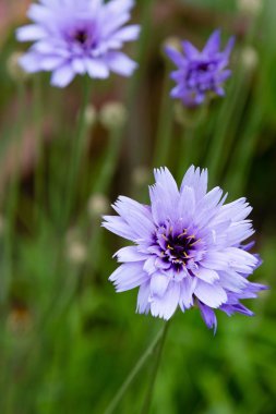 Centaurea cyanus bahçede. Leylak çiçekleri cornflower scabiosa (Centaurea scabiosa) bir orman çim üzerinde