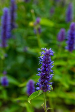 Veronica longifolia'nın bahçedeki mavi çiçeği. Bahçede şifalı bitkiler
