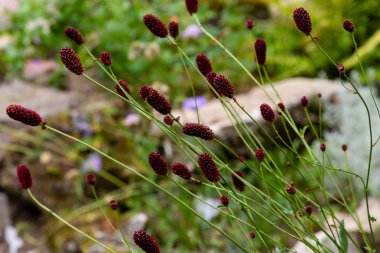 Sanguisorba officinalis, the great burnet, is a plant in the family Rosaceae, subfamily Rosoideae. Sanguisorba officinalis is medicinal plant and plant for rock garden clipart