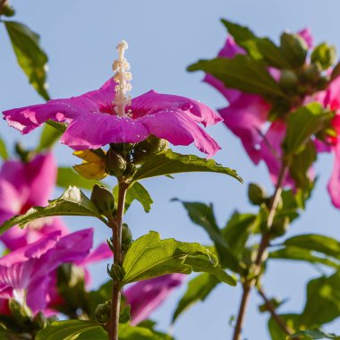 Mor ebegümeci pembe çiçek (Hibiscus gül sinensis) yeşil yaprakları doğal arka plan üzerinde. Karkade tropikal bahçe