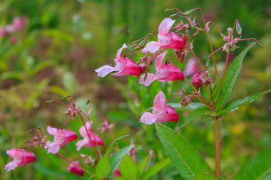 Flowers of Impatiens glandulifera flowers in natural background clipart