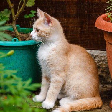 Sevimli kırmızı tüylü yavru kedi