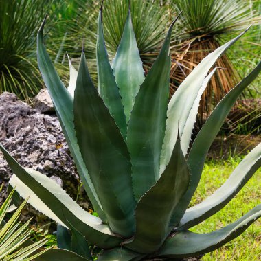 Peyzaj tasarımında Agave. Bahçede Agave