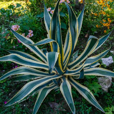 Peyzaj tasarımında Agave. Bahçede Agave