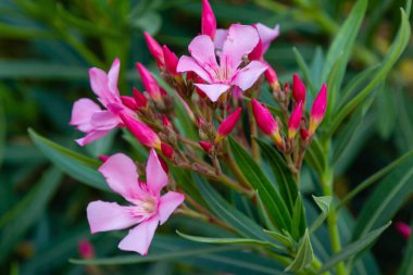 oleander Oleander çiçekleri büyük bir tropikal bitkidir. Güzel çiçek tropikal arka plan