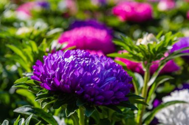 aster çiçekleri (aster, Michaelmas papatya) yeşil arka planda. Renkli çok renkli aster çiçekleri yıllık bitkiler. Sonbahar bahçesinde aster çiçek bahçe yatak yakın