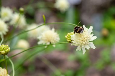 Doğal arka planda Scabiosa ochroleuca çiçeği